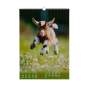 Календар настінний 2027 р., А3, 1 пружина, Cute goat