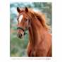 Календарь настенный А3 2026, Horses